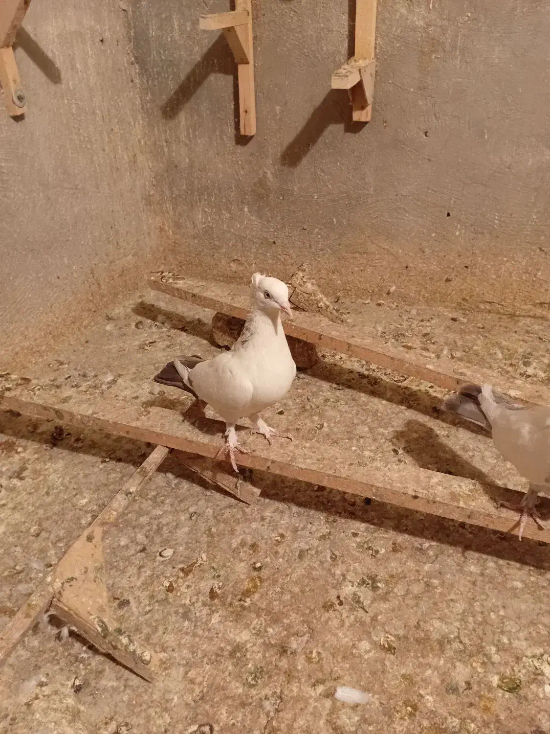 کبوتر|پرنده|شیراز, سجادیه|دیوار