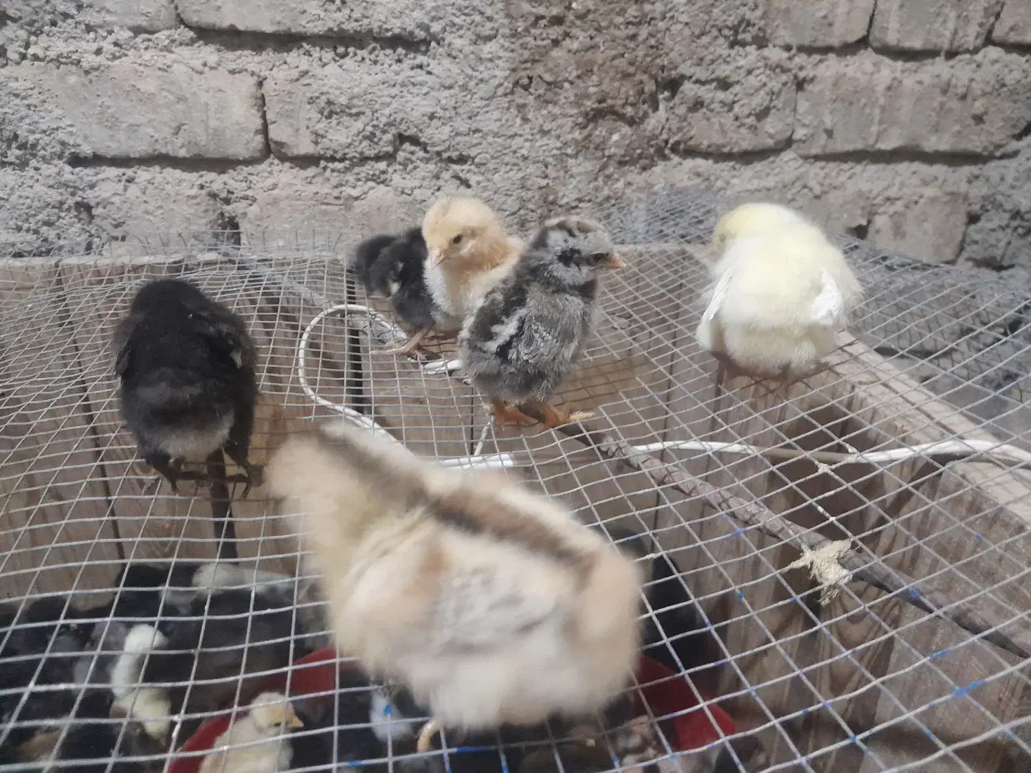 جوجه مرغ|حیوانات مزرعه|شیراز, بید زرد|دیوار