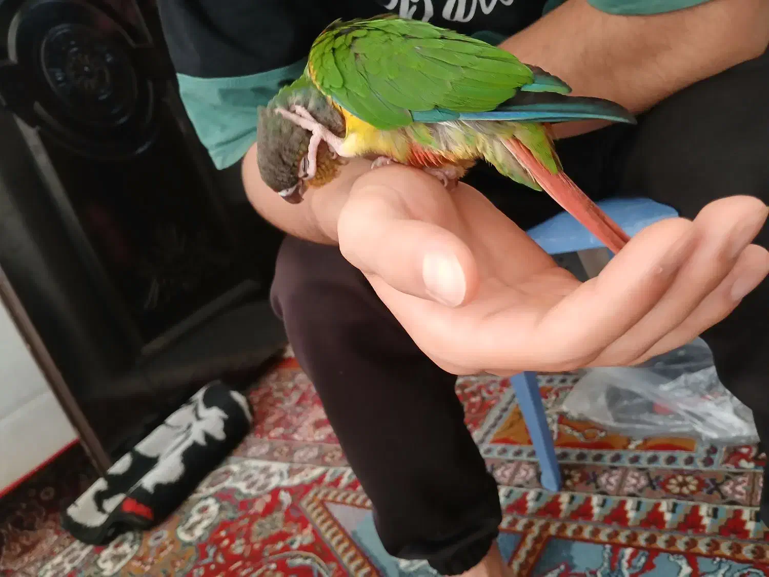 طوطی گیرینچیک|پرنده|شیراز, تندگویان|دیوار