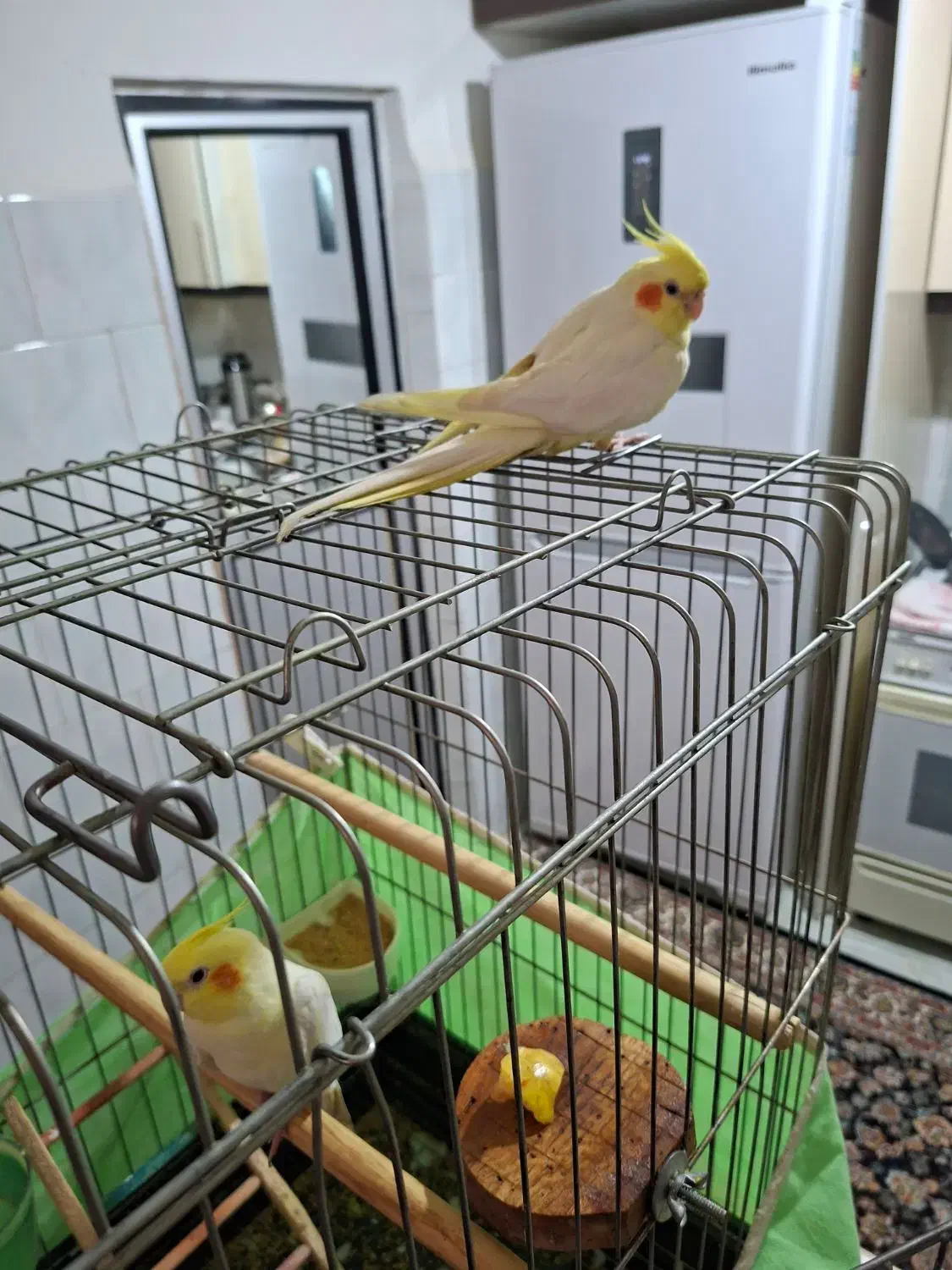 عروس هلندی لوتینو نر و ماده|پرنده|کرمانشاه, |دیوار