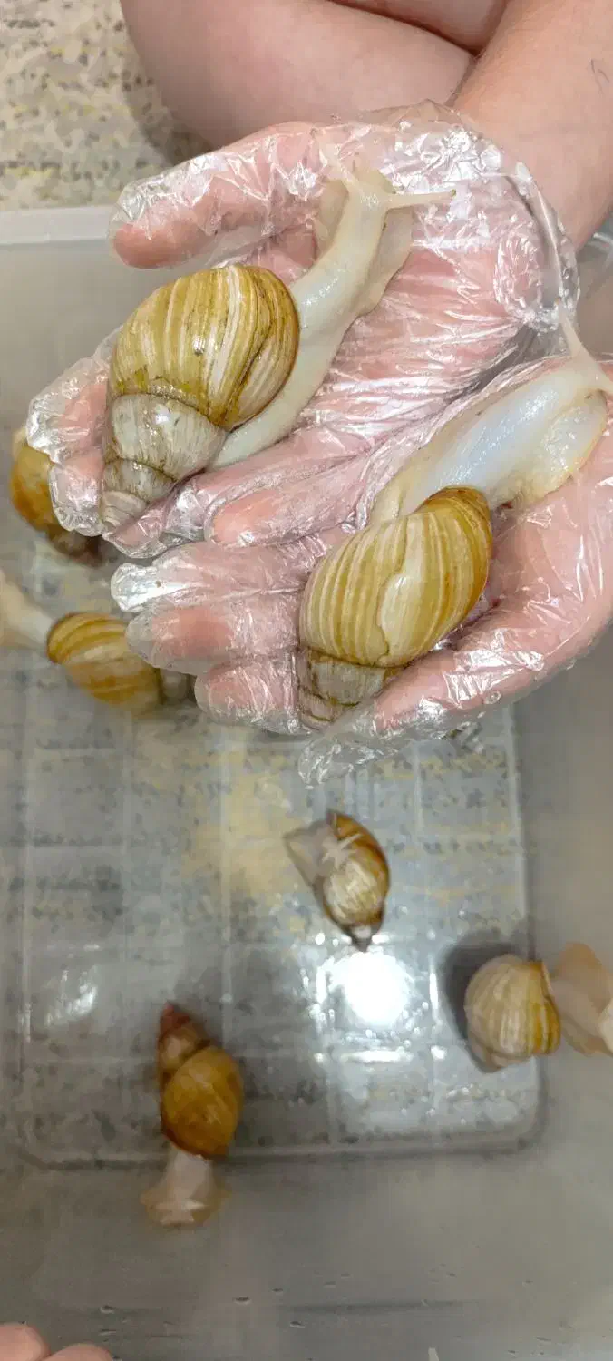 حلزون|خزنده|زرقان, |دیوار