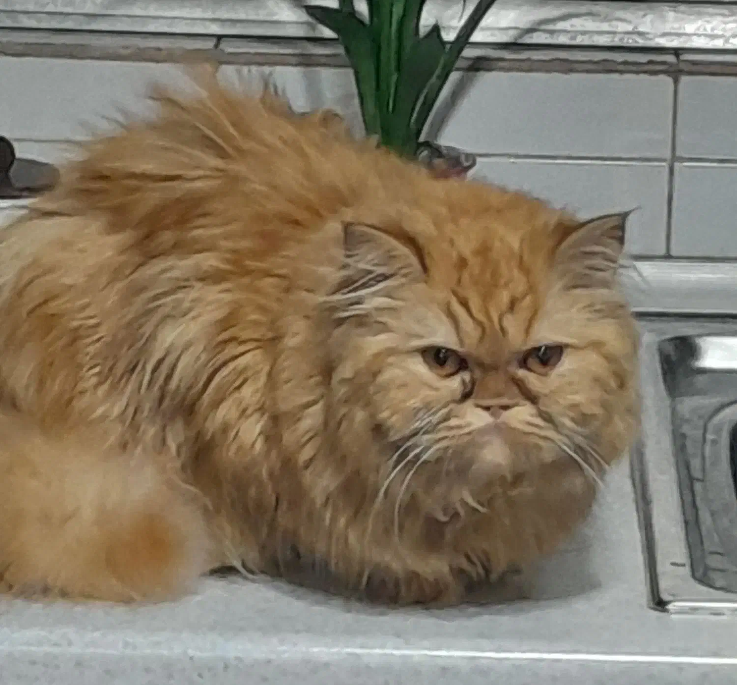 پرشین ماده جهت جفتگیری|گربه|رشت, بوسار|دیوار