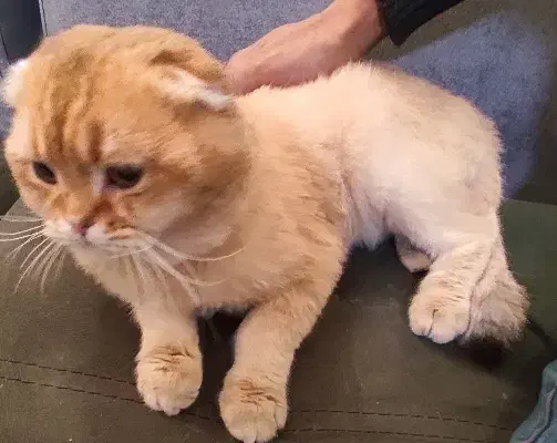 اسکاتیش گلد|گربه|اسلامشهر, شهرک توحید|دیوار