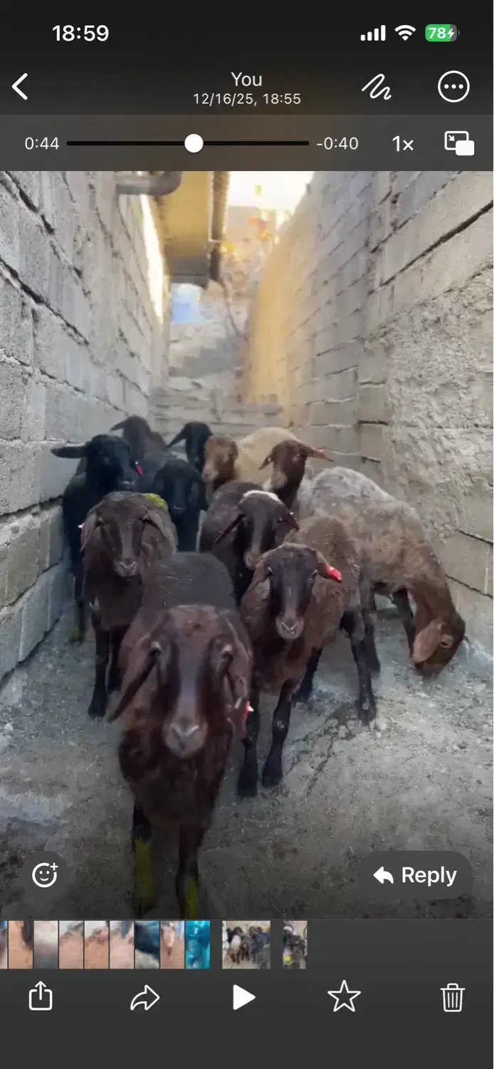 بره کشتاری پرواری پای پروار پای قوچ داشتی|حیوانات مزرعه|امامزاده عبدالله, |دیوار