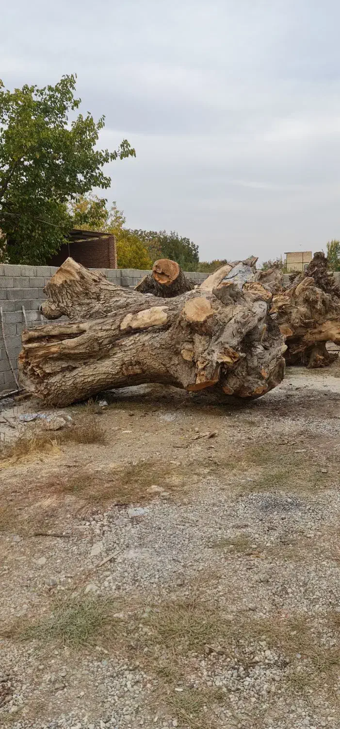 خرید چوب|خدمات باغبانی و درختکاری|دیلمان, |دیوار