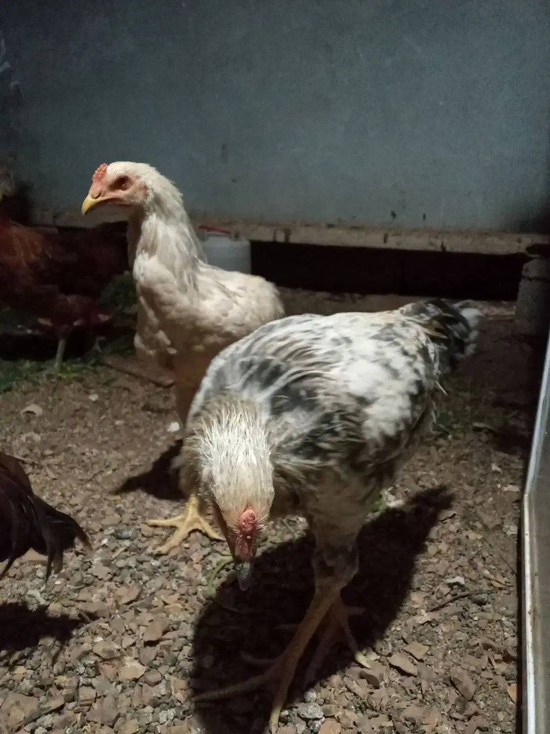 فروش خروس دو رگ|حیوانات مزرعه|پاوه, |دیوار