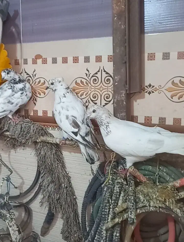 کبوتر کفتر|پرنده|محمدشهر, ولدآباد|دیوار