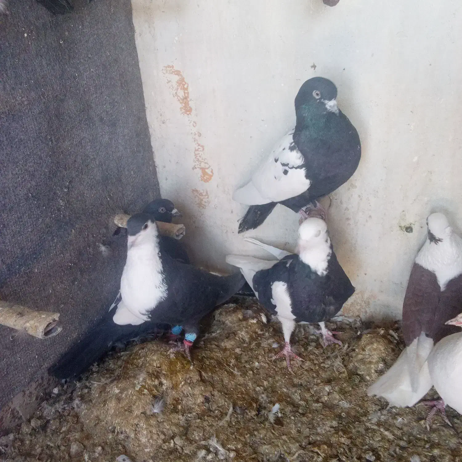 کفتر|پرنده|فردوس (کرمان), |دیوار