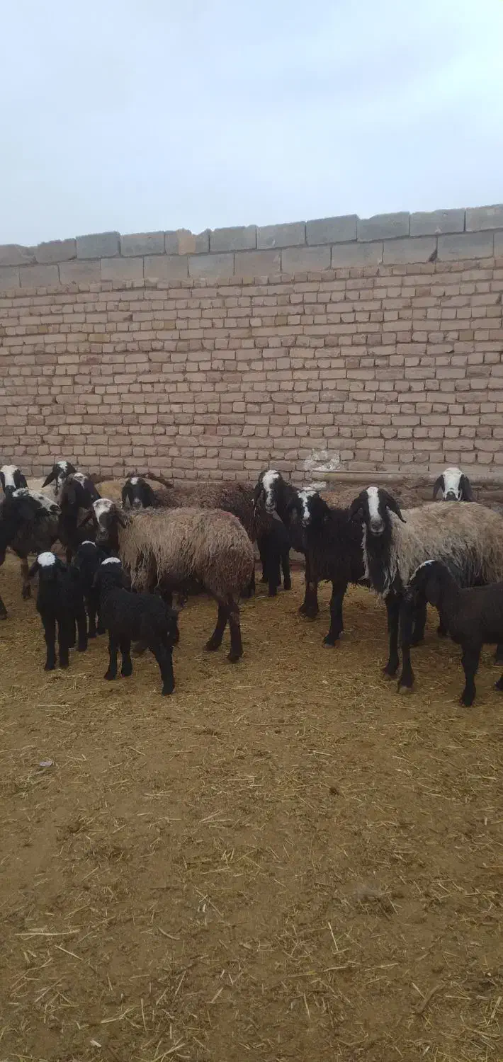 میش بره دار|حیوانات مزرعه|اسفرورین, |دیوار