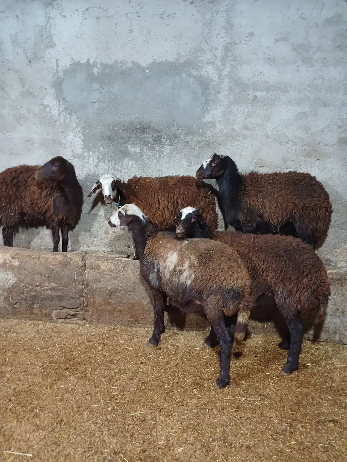 بره ماده قزل افشار|حیوانات مزرعه|بروجرد, |دیوار