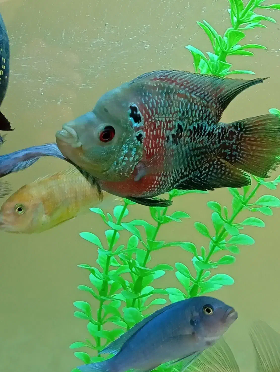 فلاور باکس|ماهی|سنندج, |دیوار