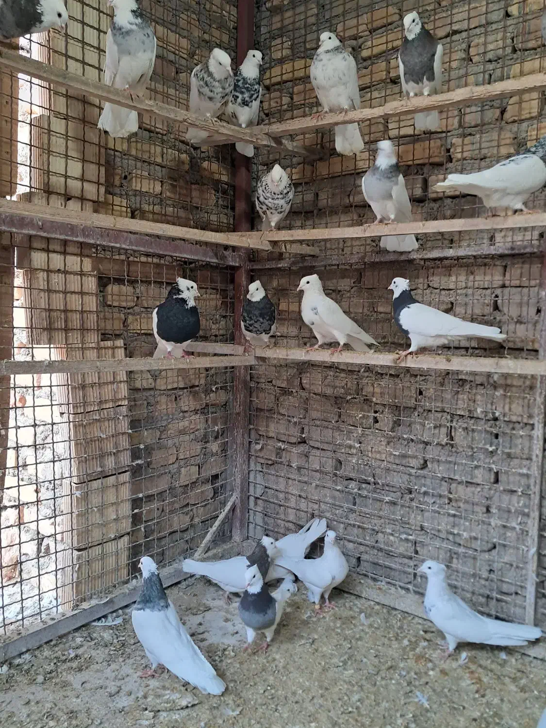 طوقی آجری .الماسی .شکلاتی|پرنده|زارچ, |دیوار