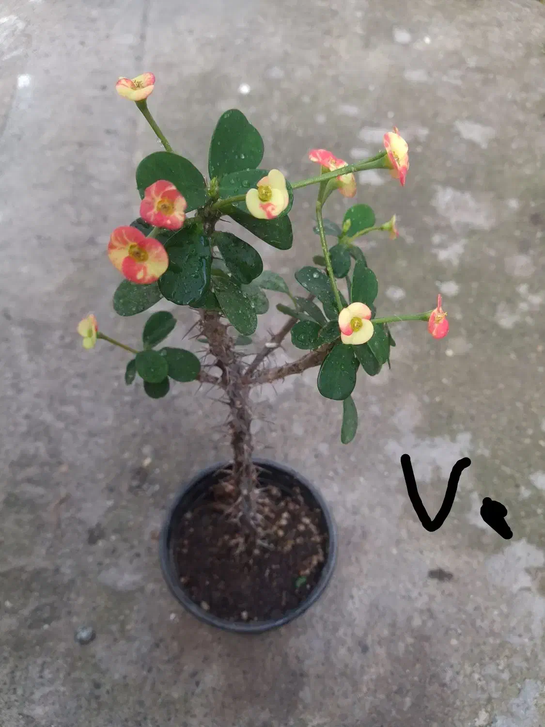 انواع گل و گیاه مناسب روز مادر|گل و گیاه طبیعی|رشت, بیجارپس|دیوار