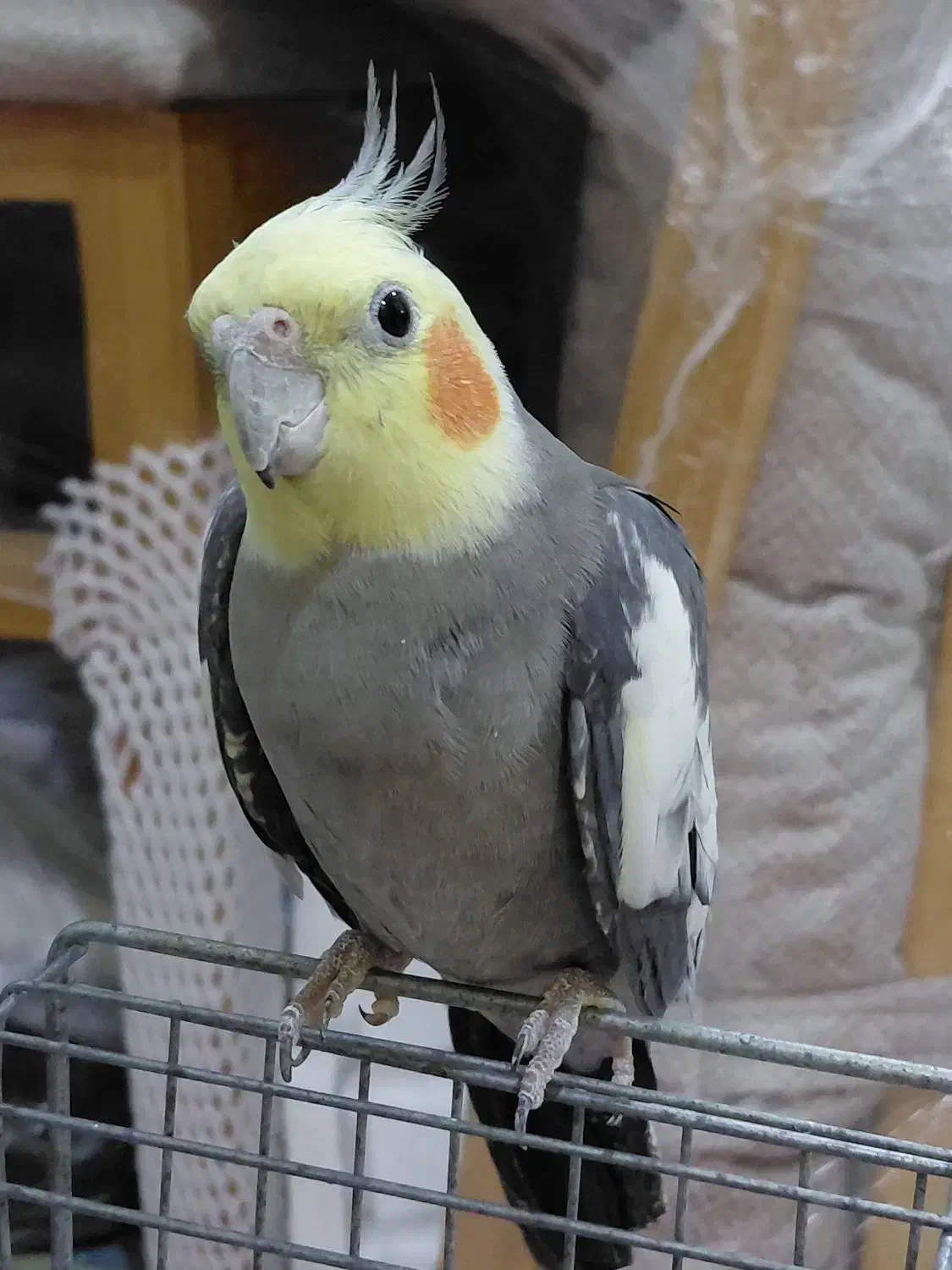 عروس هلندی نر سینامون|پرنده|پارسآباد, |دیوار