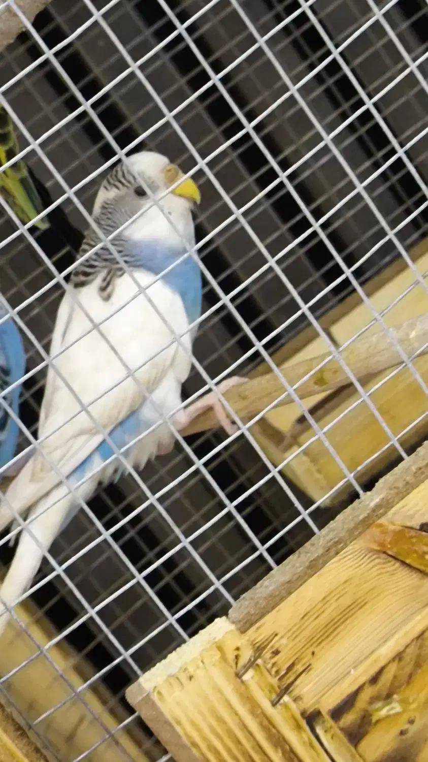 پرنده|پرنده|پرند, فاز ۶|دیوار