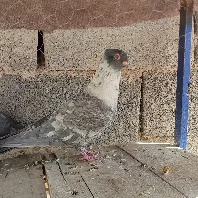 کفتر الماسی طوق سفید نر|پرنده|مشهد مرغاب, |دیوار