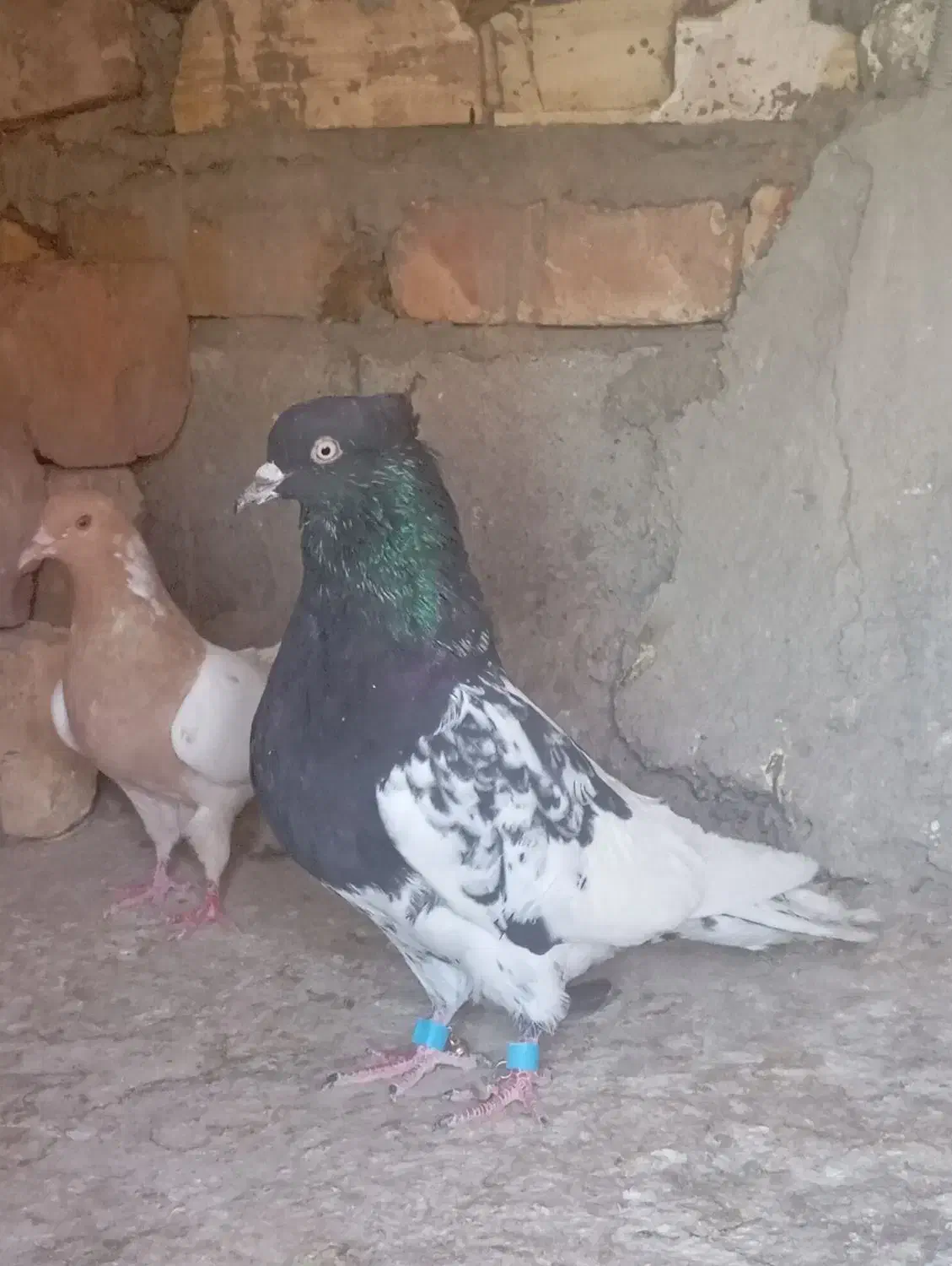 کبوتر|پرنده|پارود, |دیوار