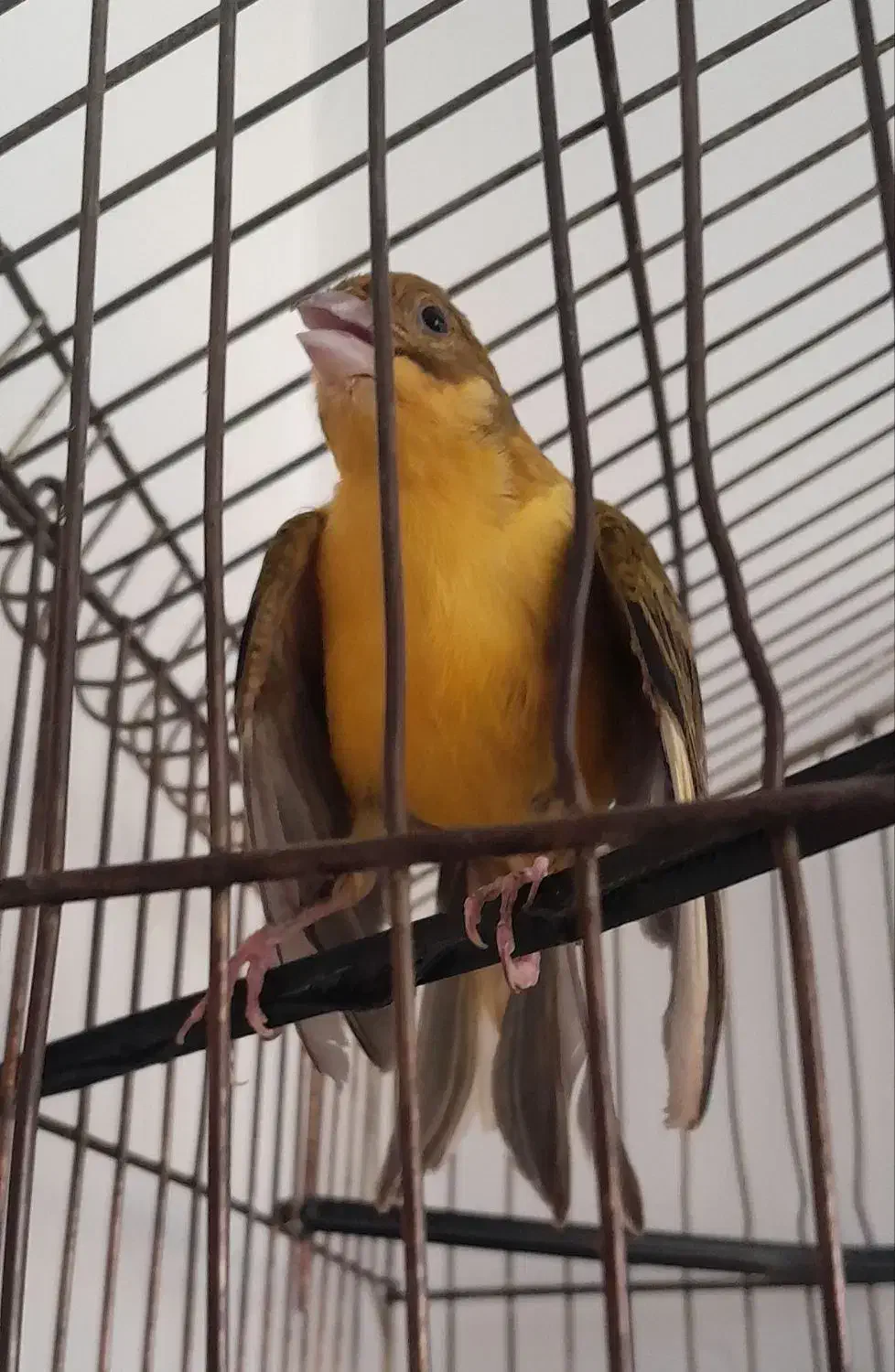 زرد قناری|پرنده|کرمانشاه, |دیوار