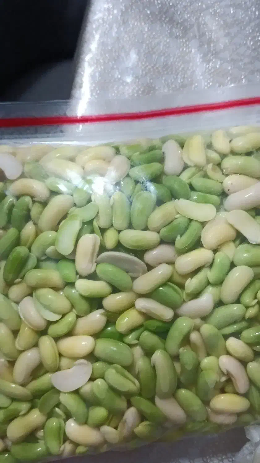 باقلا تازه خورشتی|خوردنی و آشامیدنی|رشت, شهرک شهید مفتح|دیوار