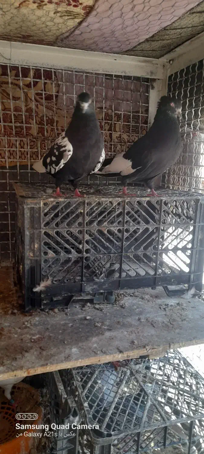 جفت سینه ای با ی جوجه|پرنده|کارون, |دیوار