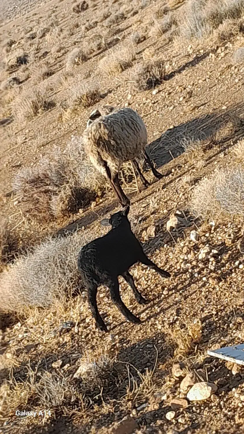 شیشکمیشرومانفجوانهمراهبابره|حیوانات مزرعه|خرامه, |دیوار