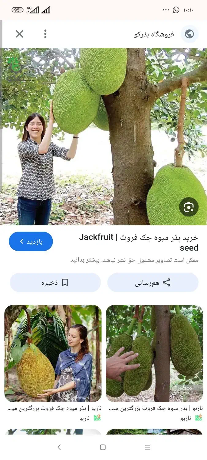 بذر تازه جک فروت|خدمات باغبانی و درختکاری|بندر ماهشهر, |دیوار