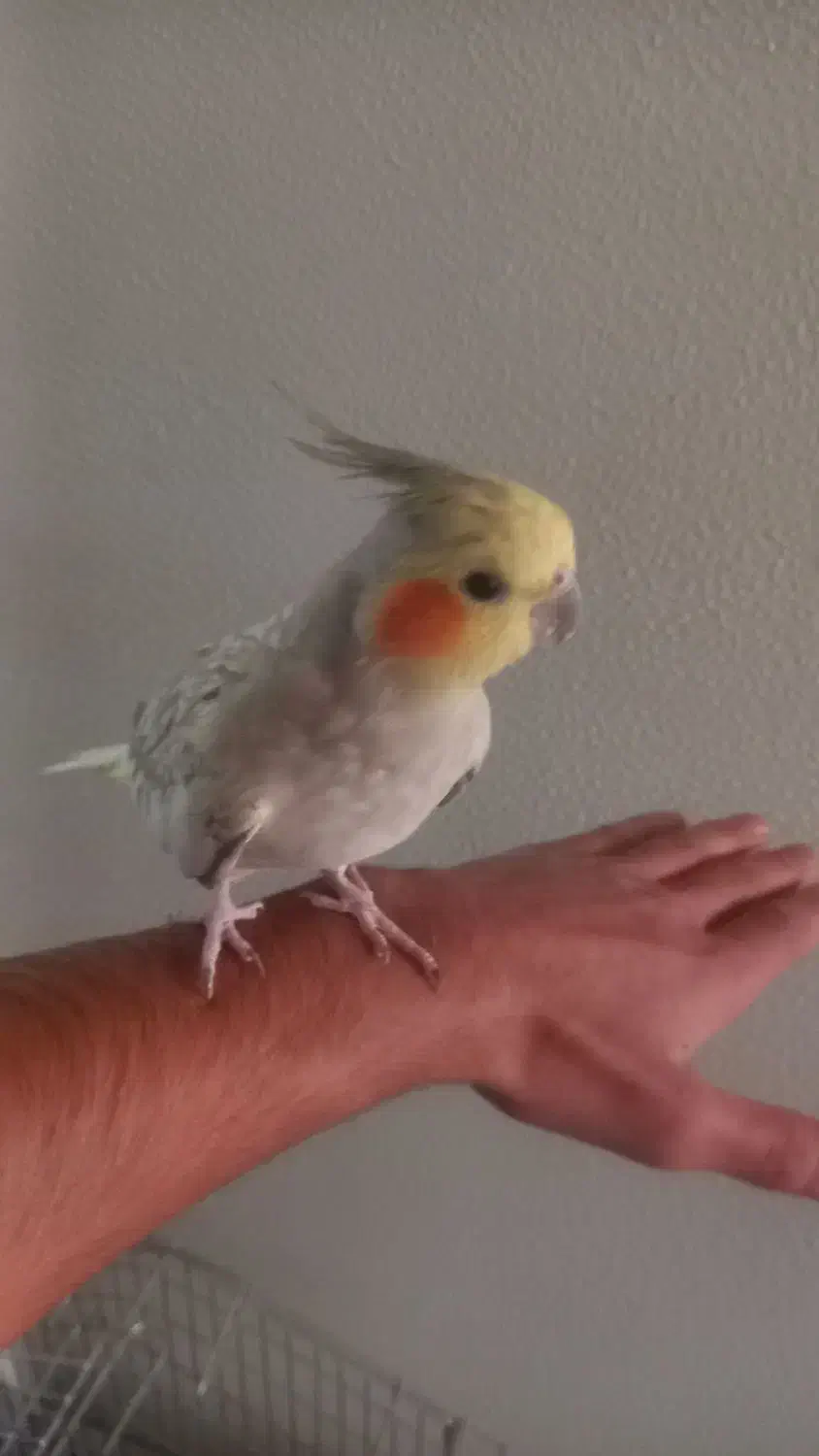 عروس هلندی|پرنده|شاهینشهر, گرگاب|دیوار