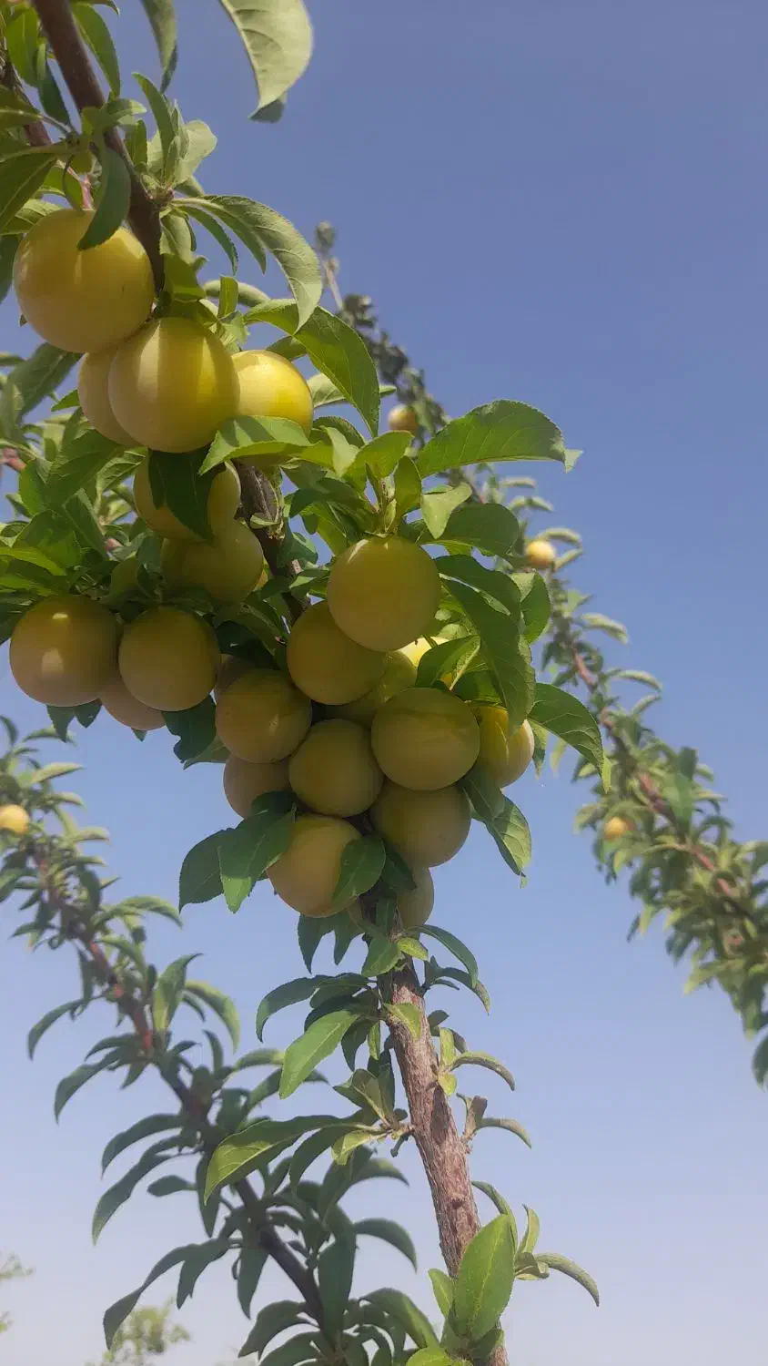 باغ ۱۲۰۰متری قابل معاوضه باشرایط|فروش زمین و ملک کلنگی|خوسف, |دیوار