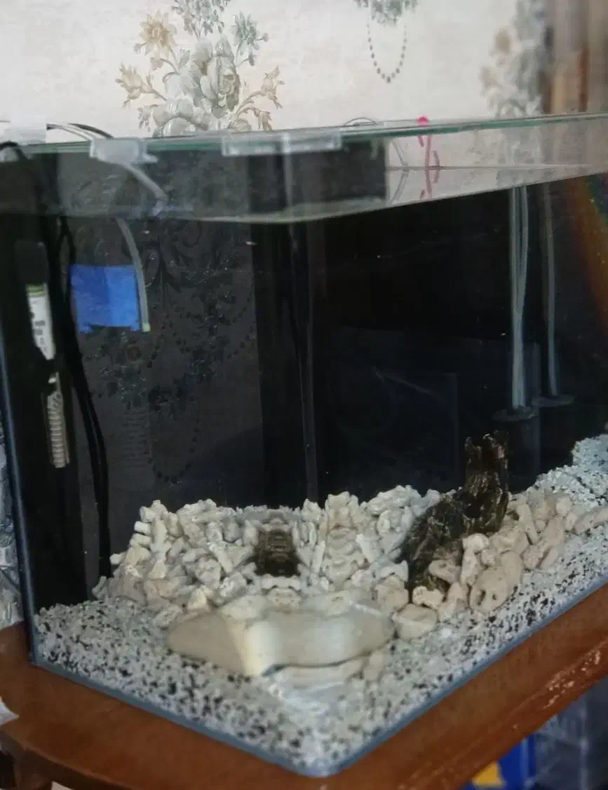 آکواریوم اکواریوم ۳بعدی شیک|ماهی|مشهد, سرافرازان|دیوار