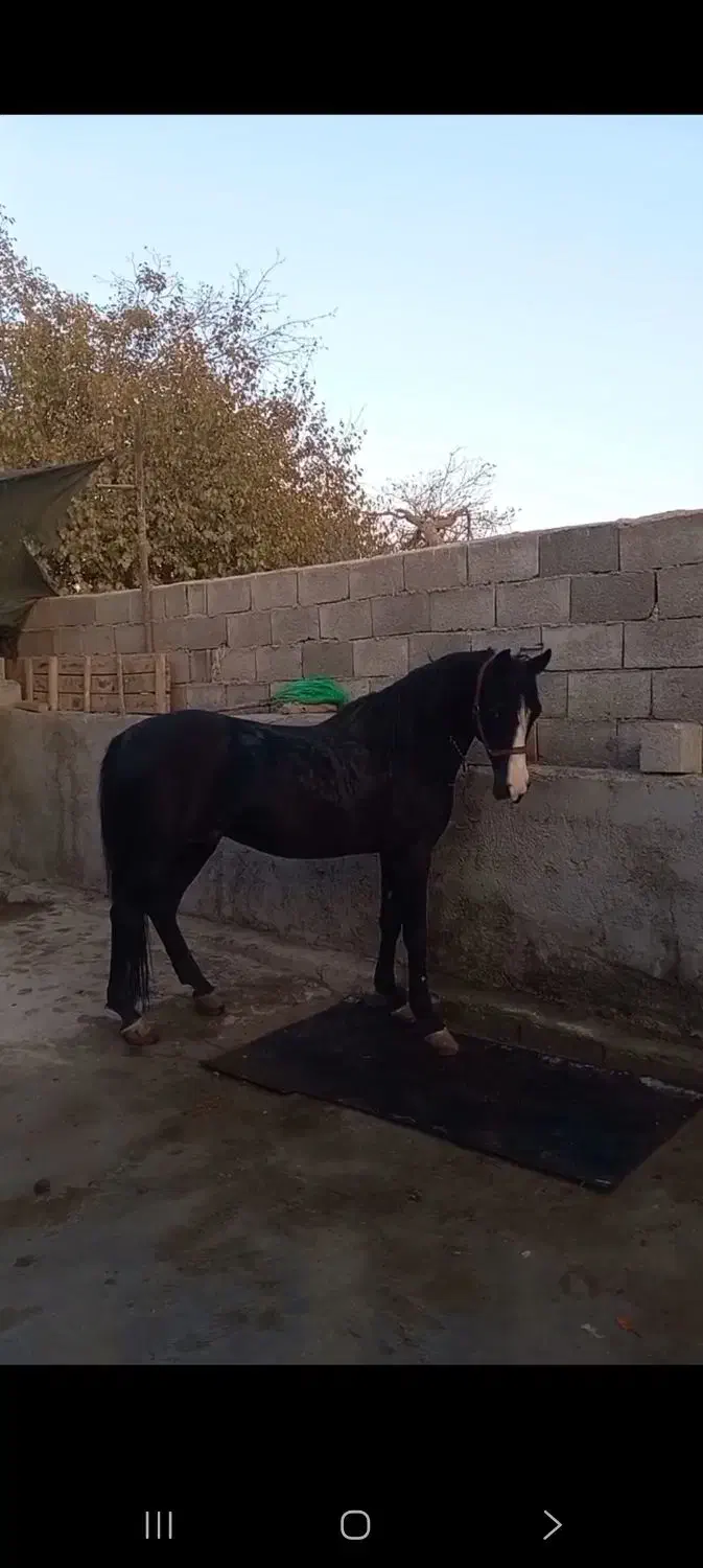 اسب|اسب و تجهیزات اسبسواری|تهران, جوادیه|دیوار