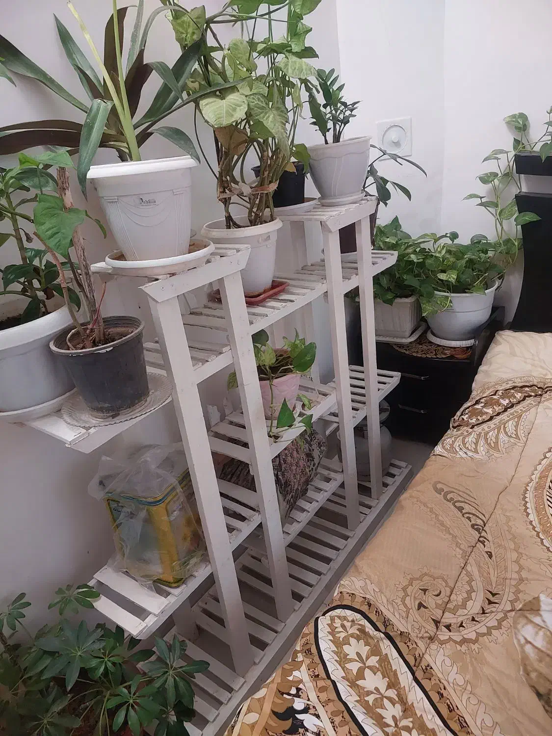 پایه گل|گل و گیاه طبیعی|نیشابور, جمهوری|دیوار