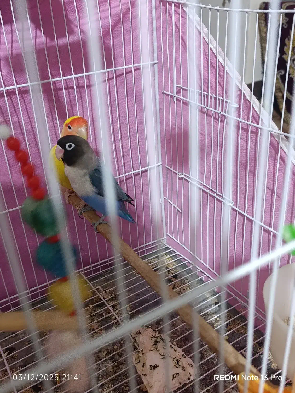 جفت طوطی برزیلی|پرنده|گنبد کاووس, |دیوار