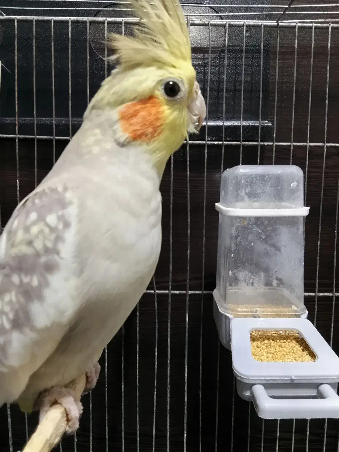 عروس هلندی|پرنده|نور, |دیوار