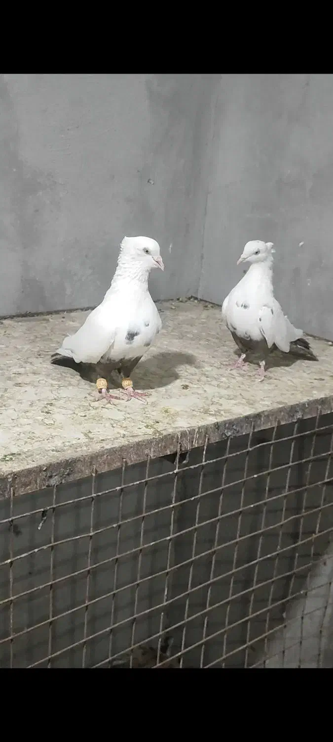 کبوتر دمبی طوقی کوار|پرنده|شیراز, شهرک مدرس|دیوار