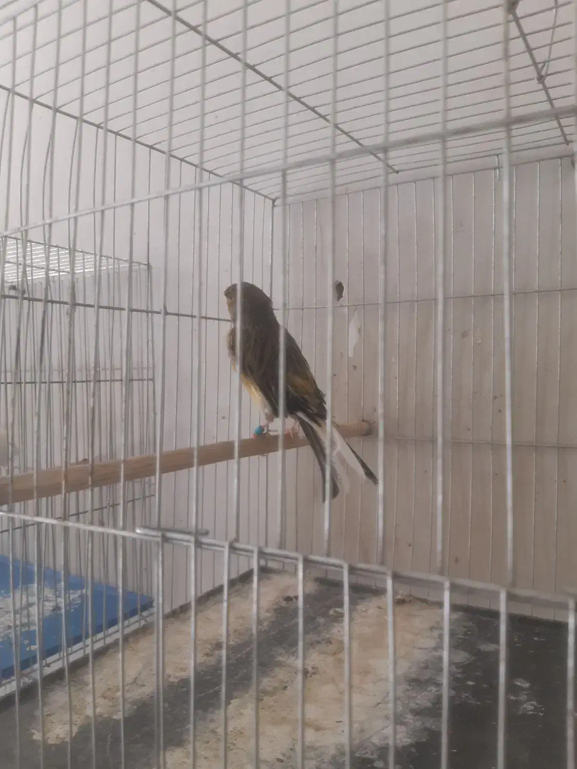 قناری دورگه خاص ابلغ خوشگل وسفید معمولی|پرنده|کرمان, |دیوار