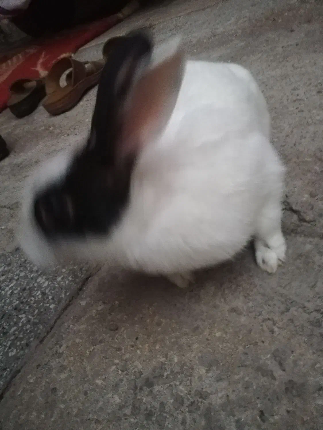 خرگوش نر تخفیف داره|موش و خرگوش|سوسنگرد, |دیوار