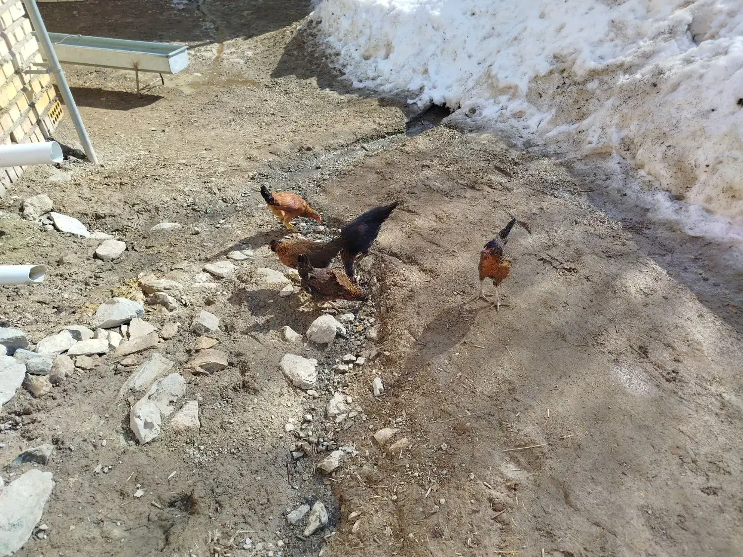 جوجه|حیوانات مزرعه|کرانی, |دیوار