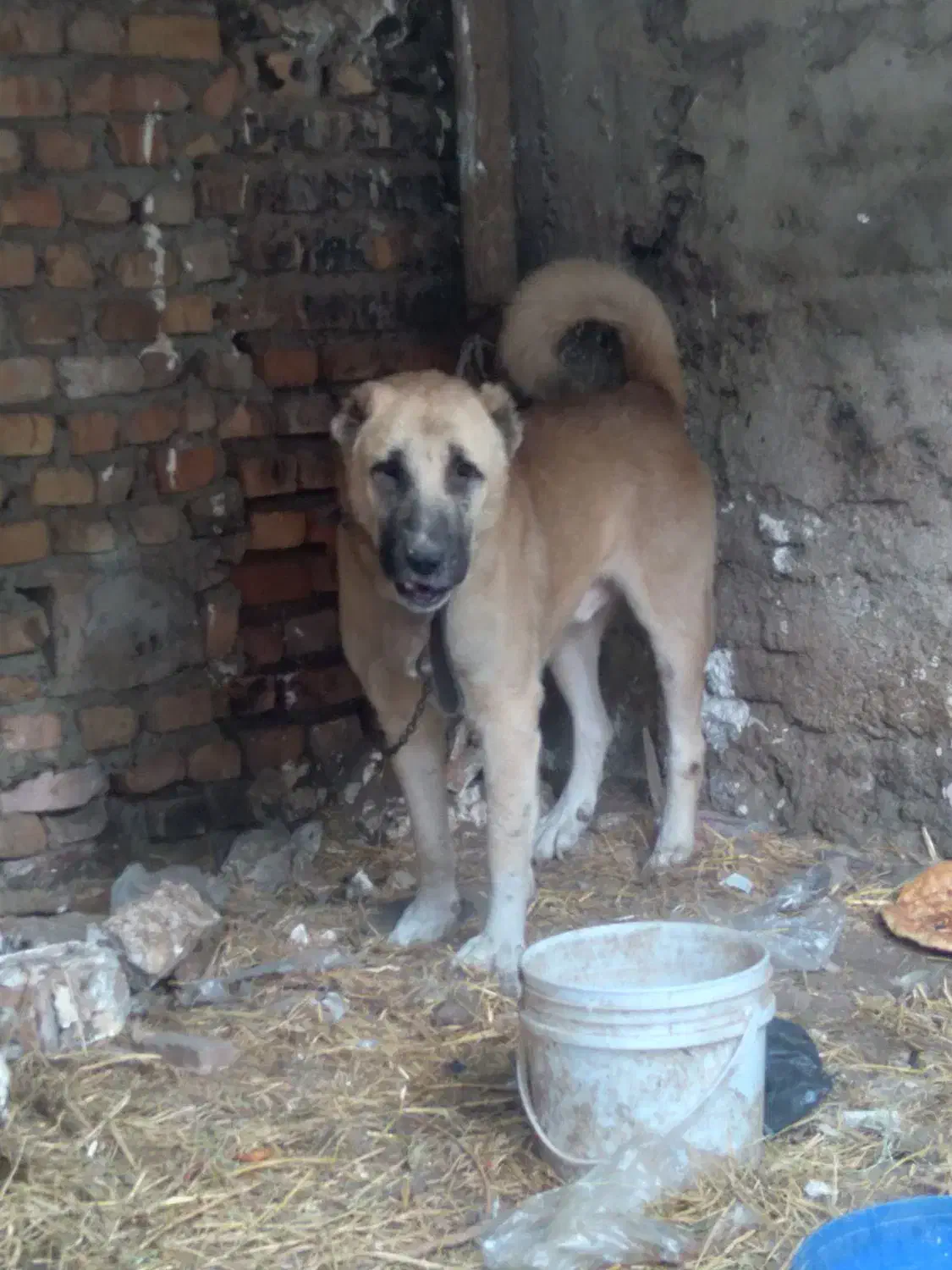 سگ سرابی|سگ|فاضل آباد, |دیوار