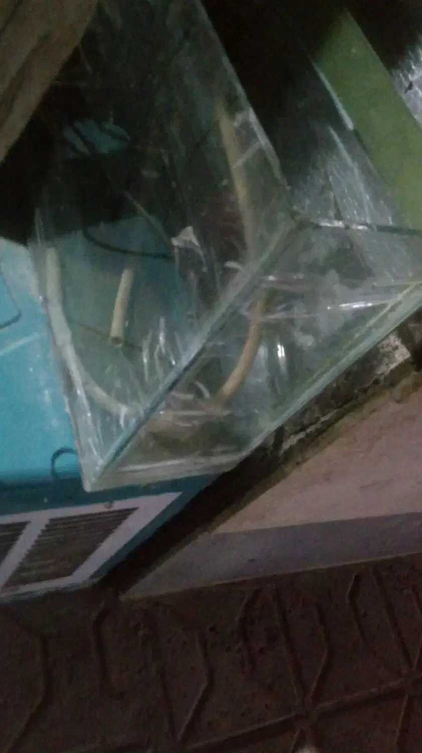 اکواریوم|ماهی|شیروان (خراسان), |دیوار