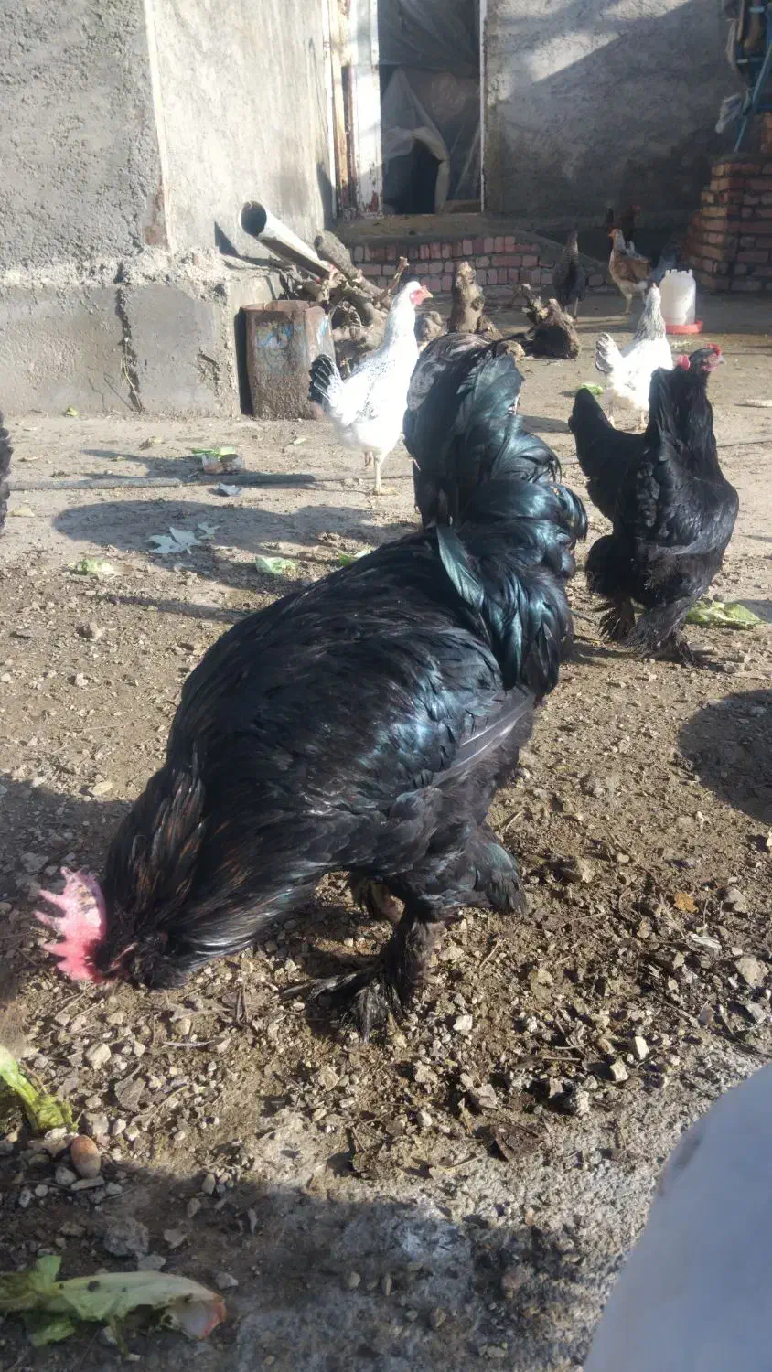 فروش مرغ خروس محلی تخم گزار|حیوانات مزرعه|مریوان, |دیوار
