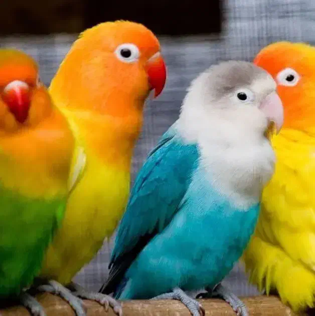 قبول سرپرستی انواع پرنده|پرنده|قزوین, |دیوار