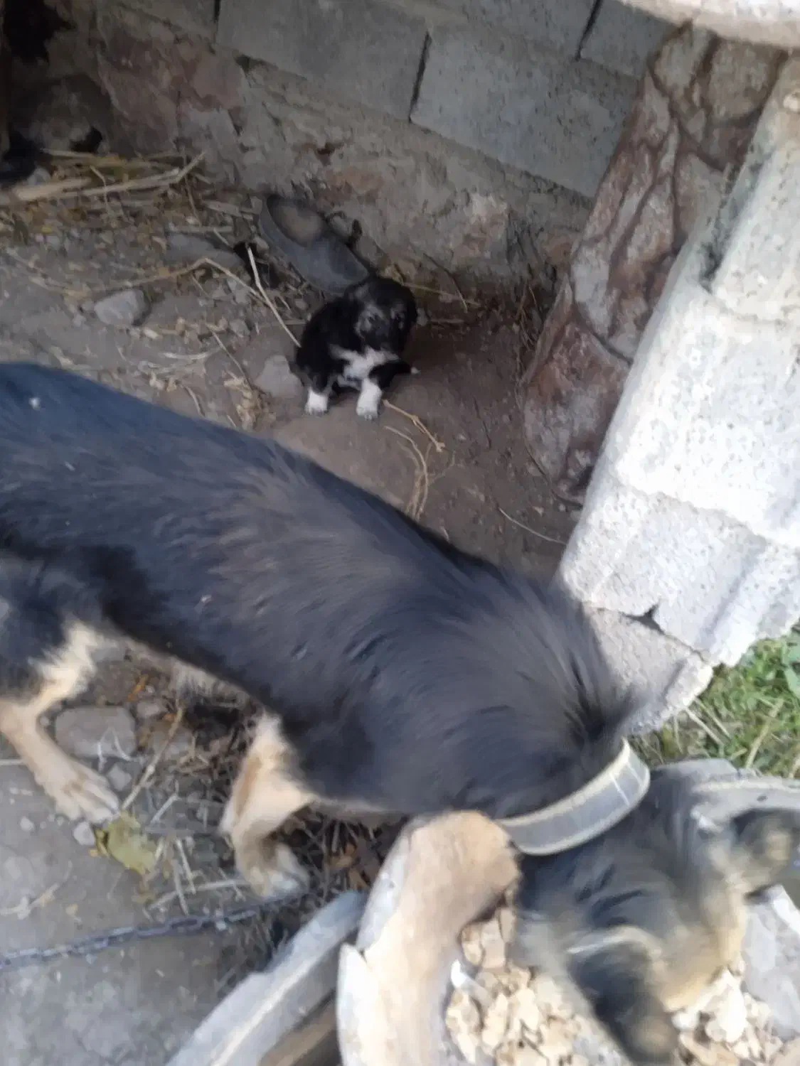 سگ گرگی با ی توله نر|سگ|مشگین شهر, |دیوار