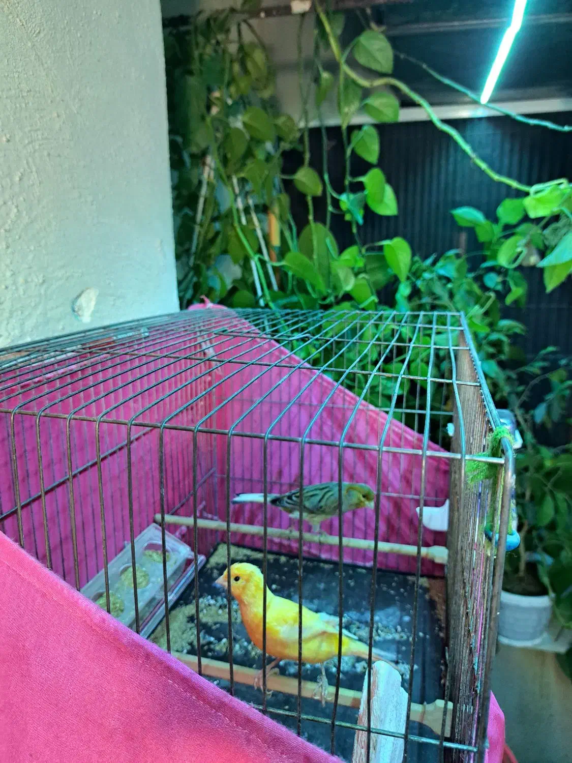 قناری نروماده|پرنده|پاکدشت, پاکدشت (مامازند)|دیوار