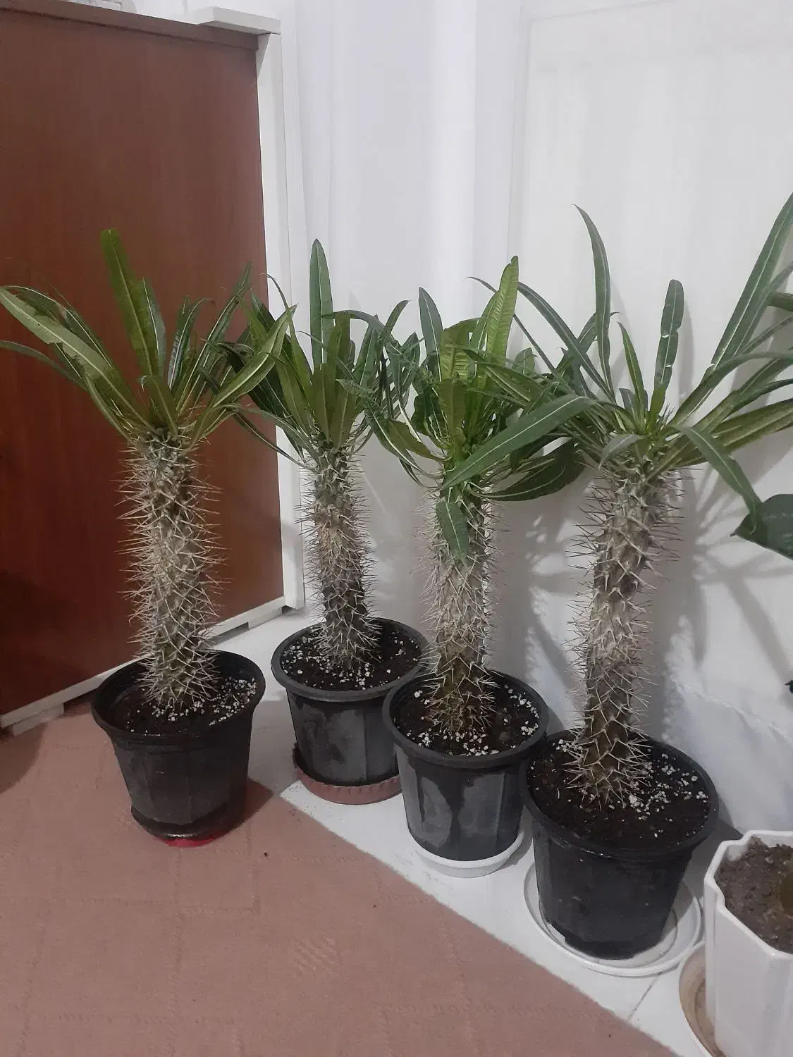 گل و گلدون و خاک و کود|گل و گیاه طبیعی|ارومیه, |دیوار