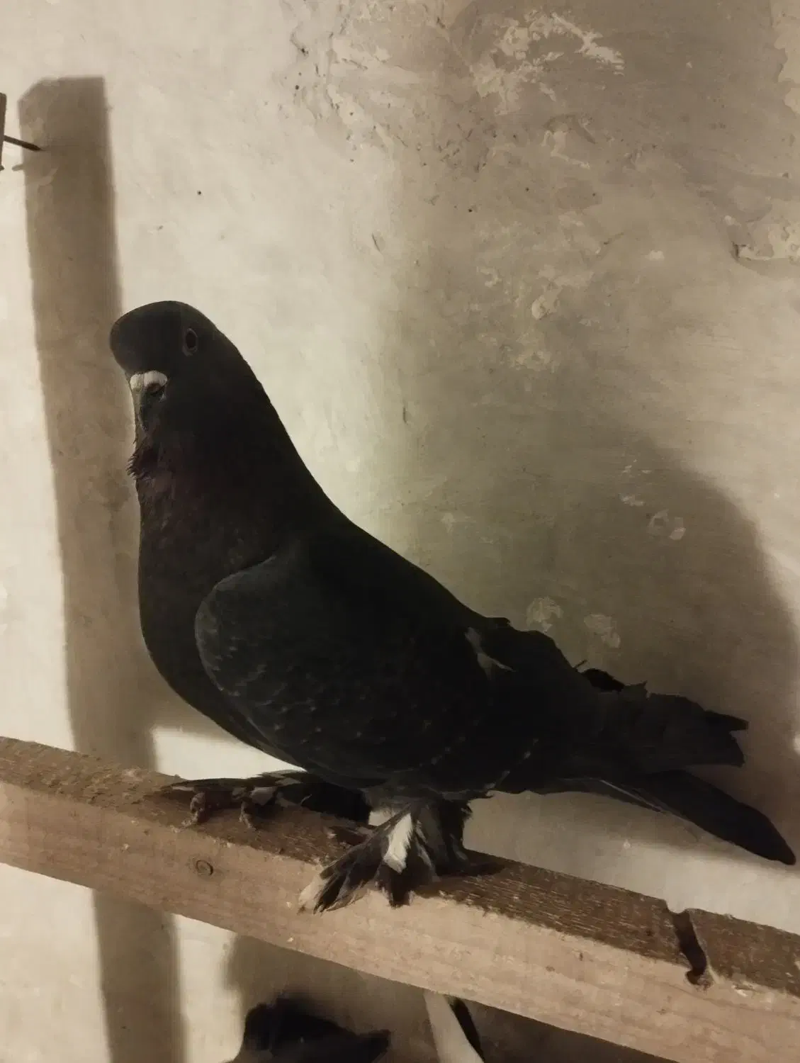 سسلی نر پرشی 900|پرنده|ارومیه, |دیوار