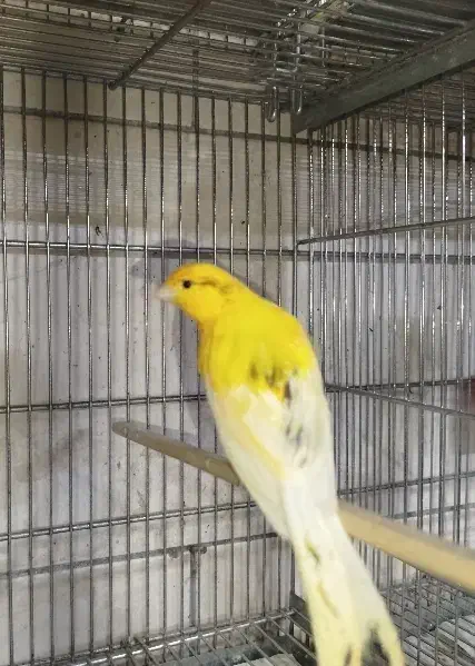 قناری نر و ماده|پرنده|قرچک, باقرآباد|دیوار