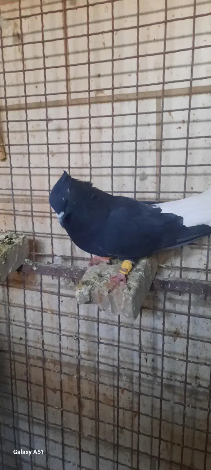 کبوتراشعل|پرنده|کارون, |دیوار