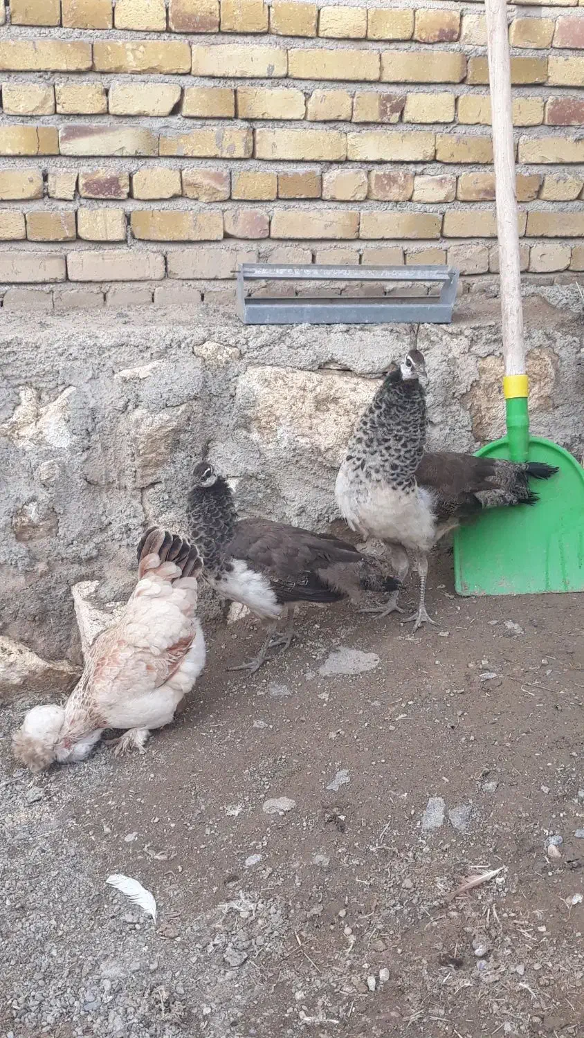 جوجه طاووس|حیوانات مزرعه|نوشین شهر, |دیوار