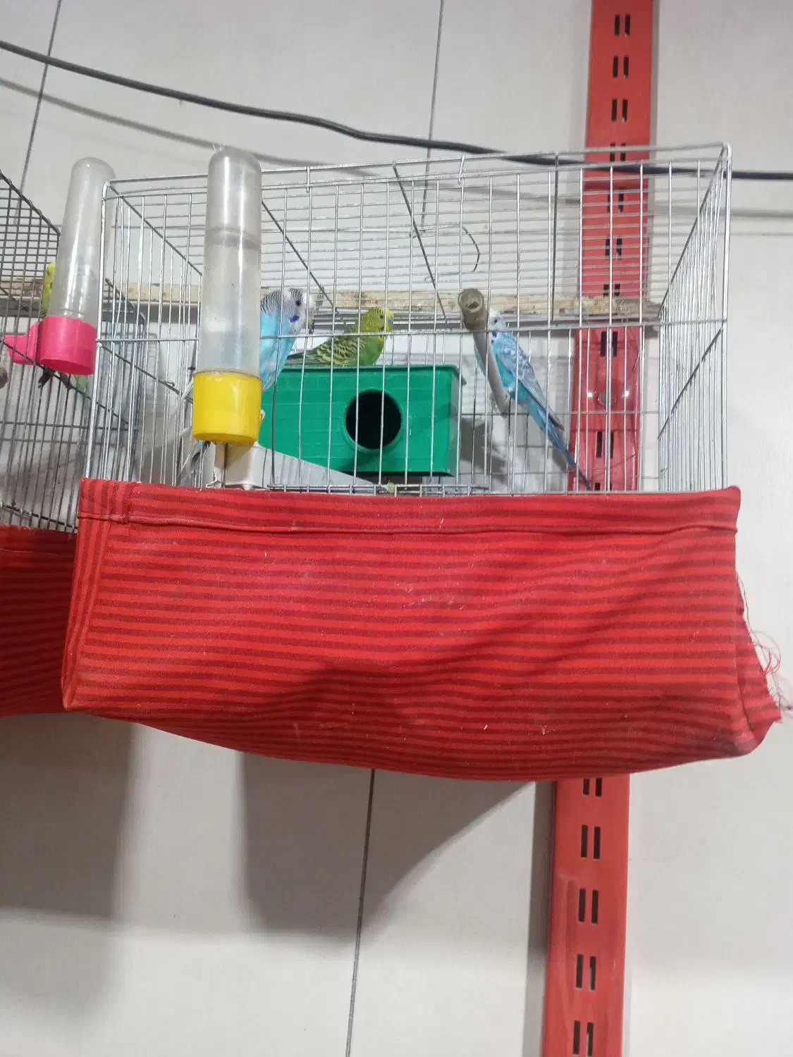 عروس و مرغ عشق|پرنده|صباشهر, |دیوار