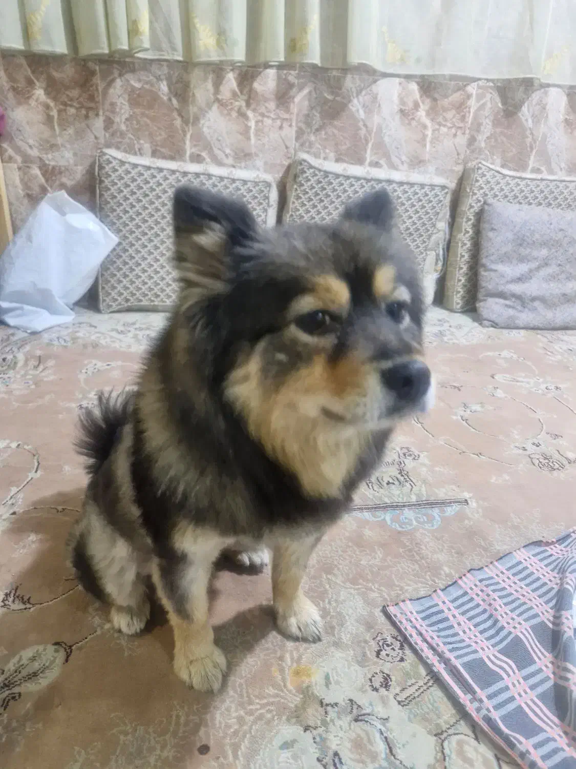 سگ پیدا شده|حیوانات|بومهن, |دیوار